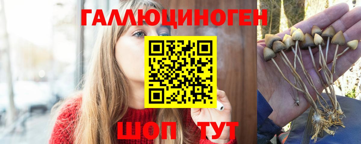 Галлюциногенные грибы Psilocybe Удомля